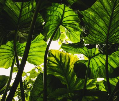 Natura w nowym świetle – jak podkreślić żywą architekturę ogrodu - NIKAbloguje. ogród